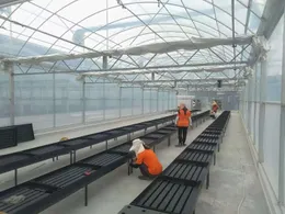 Greenhouse Farming Single-span PE Film greenhouse for Agriculture Low cost High Tunnel Agriculture greenhouse for sale