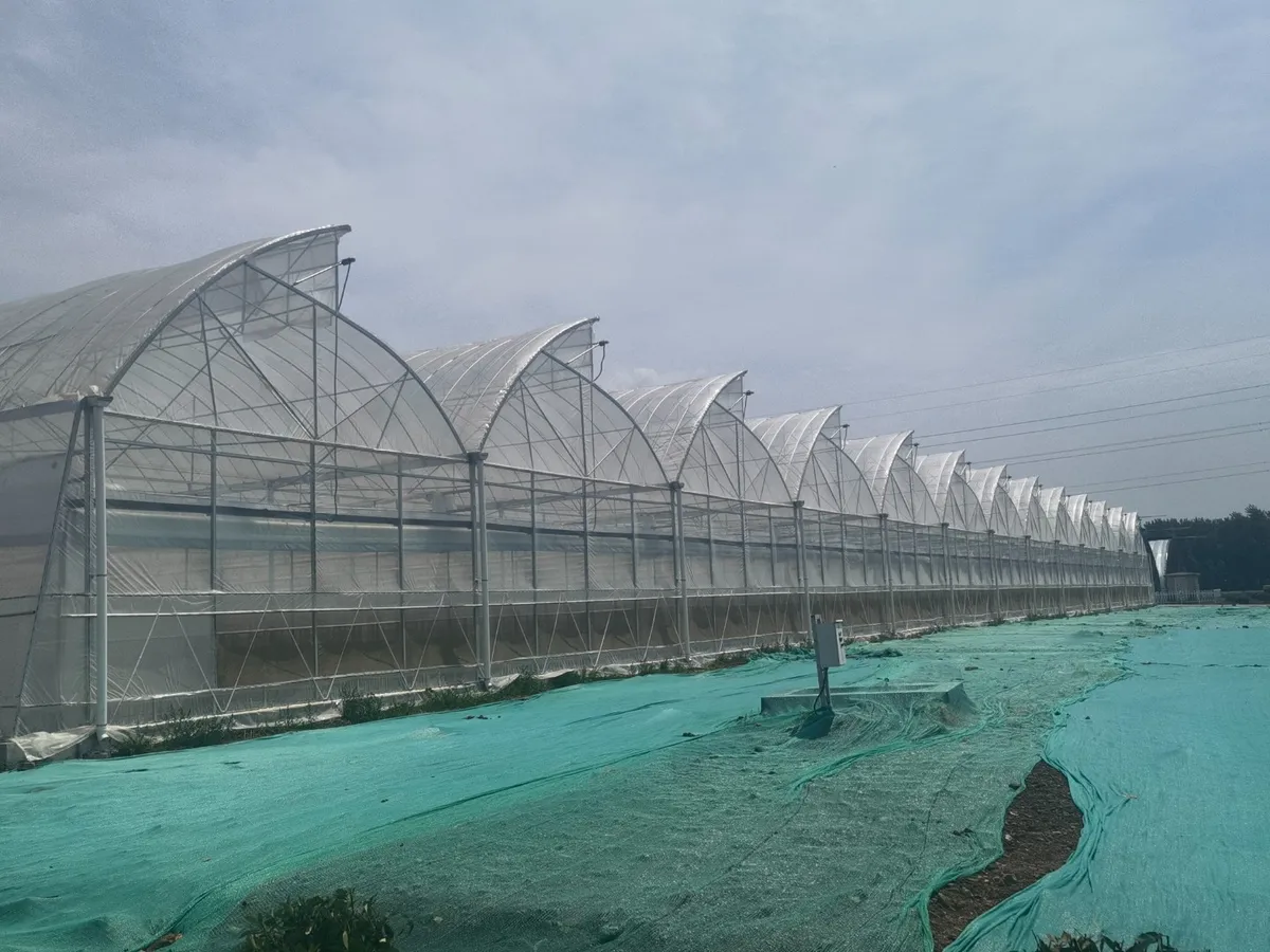 Factory Wholesale 100-250 mircons Multi Function PE/Po Greenhouse Film/Plastic for Greenhouse Cover