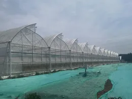 Factory Wholesale 100-250 mircons Multi Function PE/Po Greenhouse Film/Plastic for Greenhouse Cover