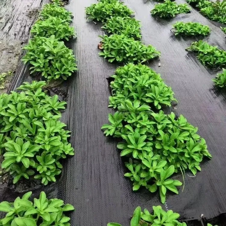 Black and Green PP woven fabric/ weedbarrier/ weed control mat/Environmentally Friendly groundcover