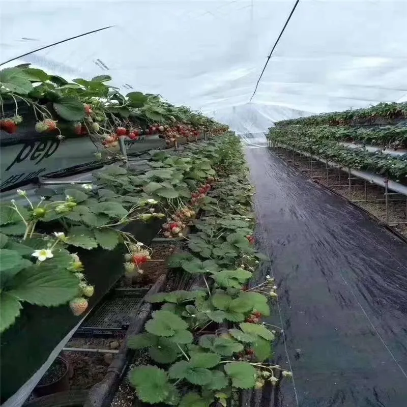 Custom Agricultural Use Anti Weed Mulch Black Agricultural Mulch Film