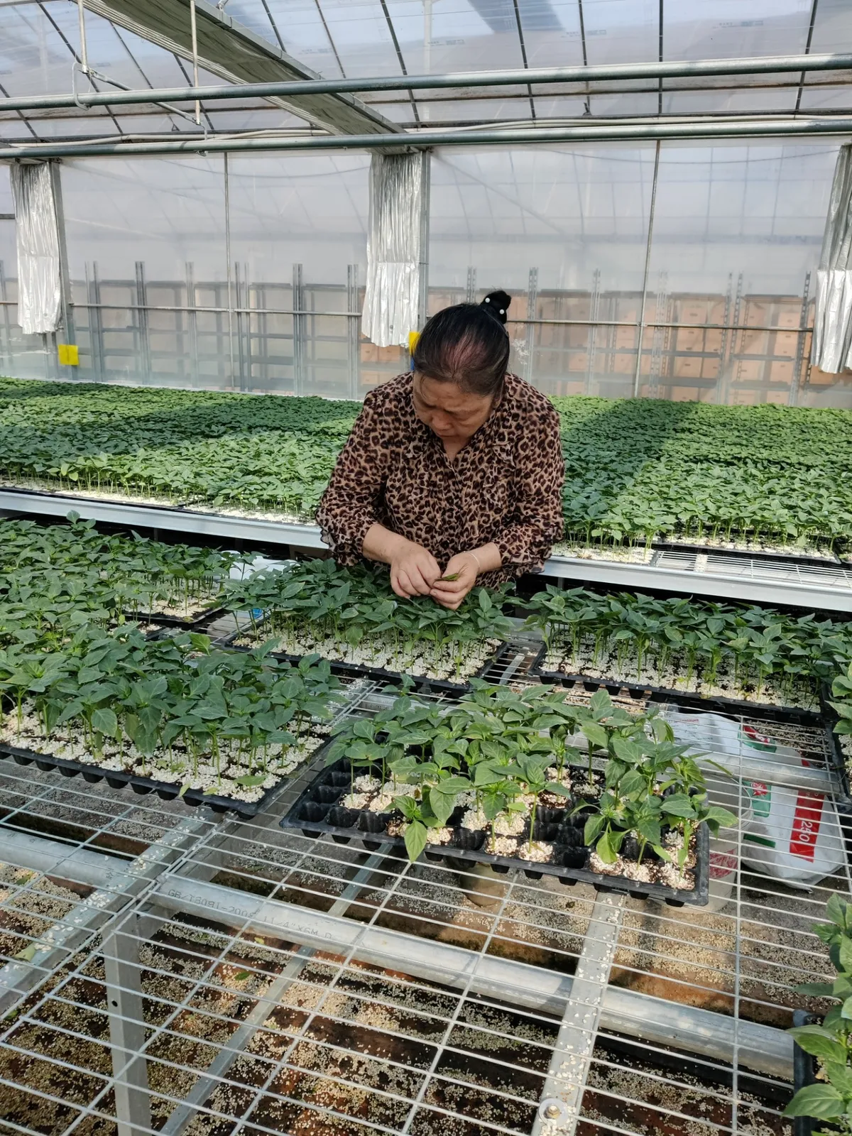 Galvanized Steel Frame Single Span Pe Film Greenhouse For Agriculture Low Cost Tunnel Greenhouse For Flowers Plant