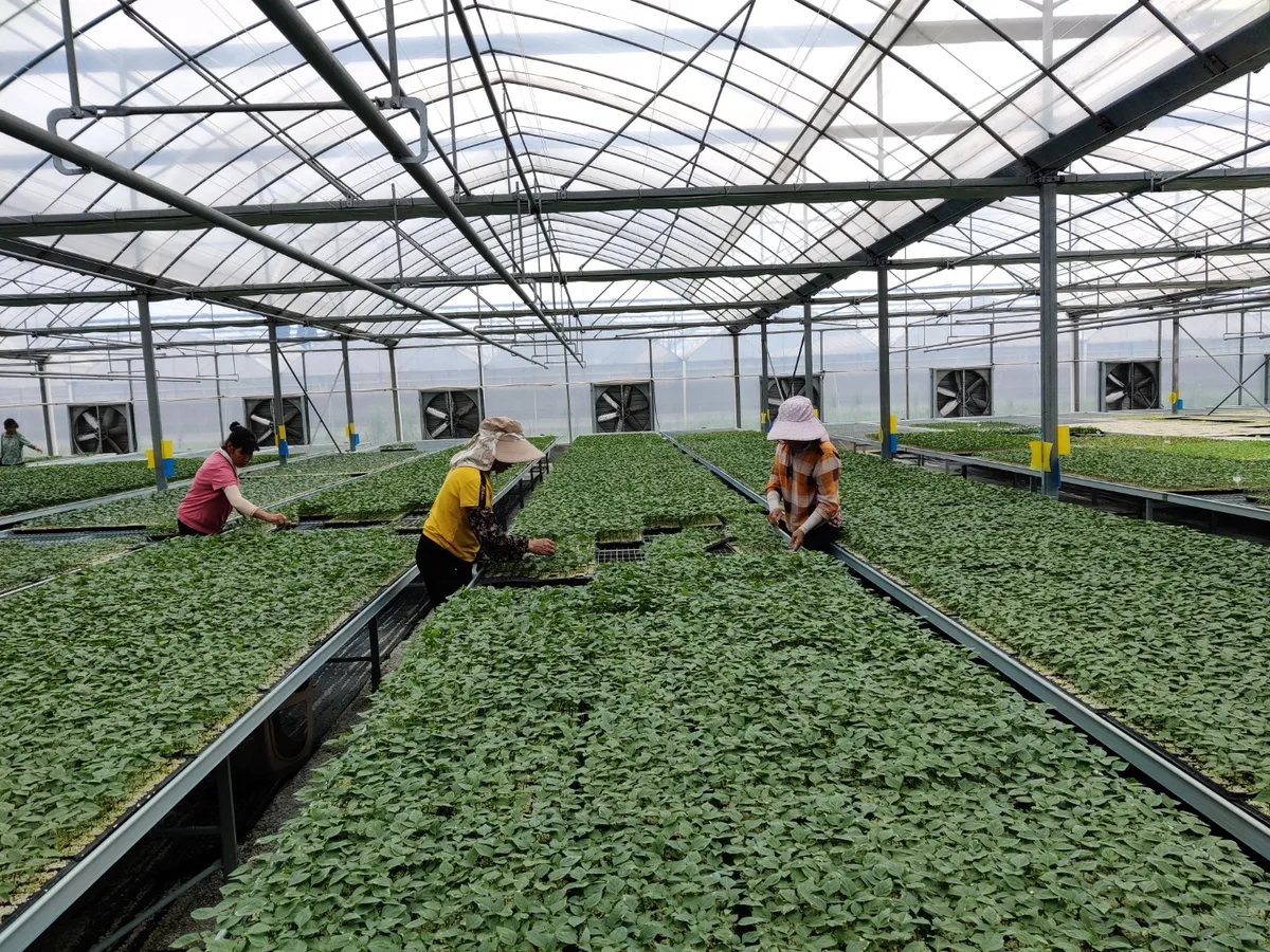 Hot Selling Greenhouse Galvanized Welded Wire Mesh Steel Seedbed Mesh Agricultural Breeding Nursery Equipment