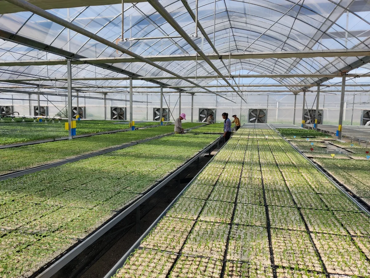 Sell Well Various small greenhouses for sale light dep greenhouse heater for Plants