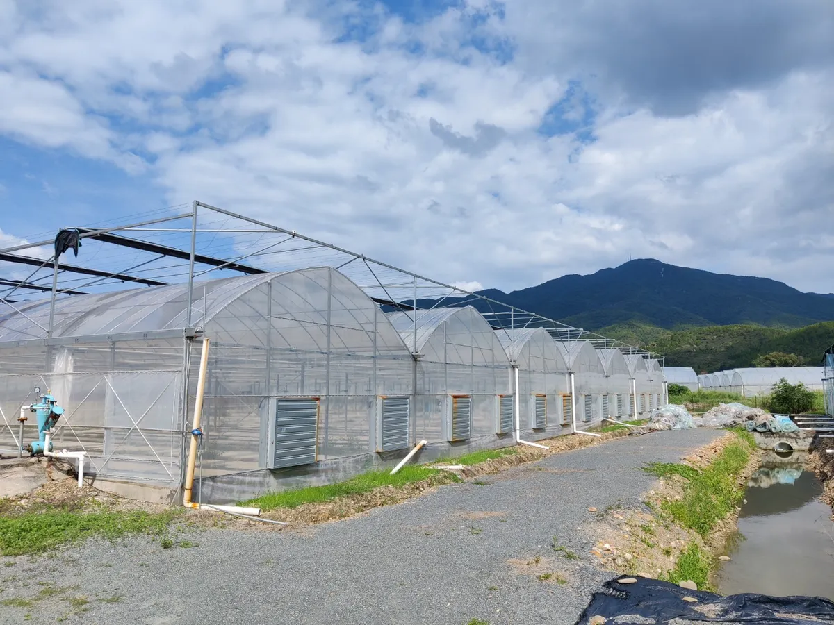 Hot Selling Greenhouse Galvanized Welded Wire Mesh Steel Seedbed Mesh Agricultural Breeding Nursery Equipment