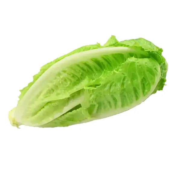 FRESH ROMAINE-