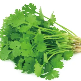 FRESH CORIANDER-