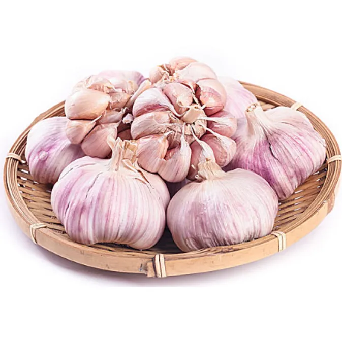 GARLIC