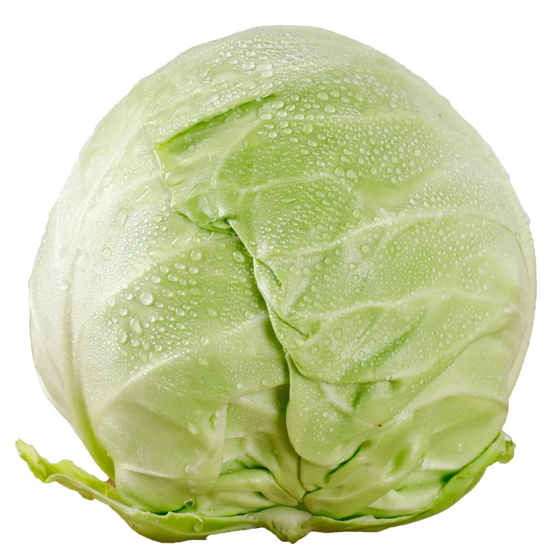 FRESH CABBAGE