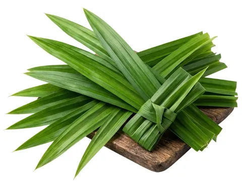 Fresh Pandan Leaves