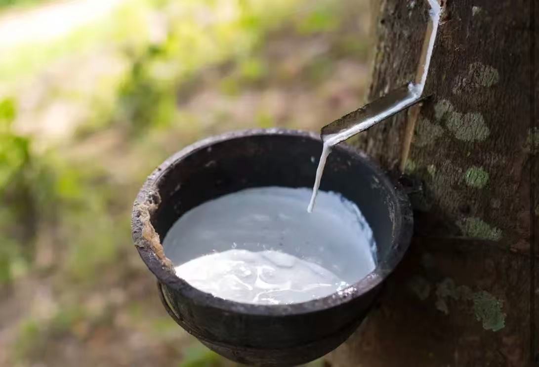 Fresh Natural Rubber Latex