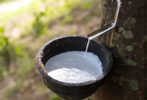 Fresh Natural Rubber Latex