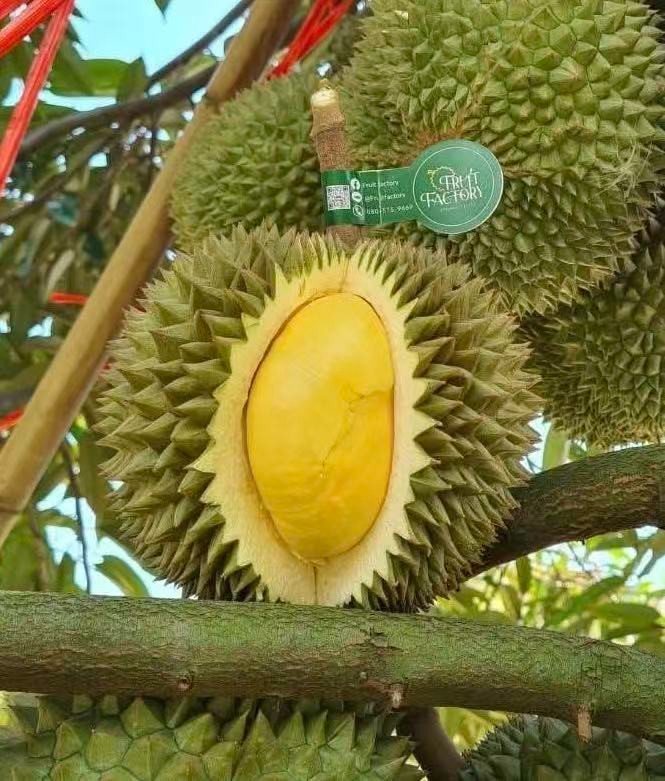 Fresh Black Thorn Durian