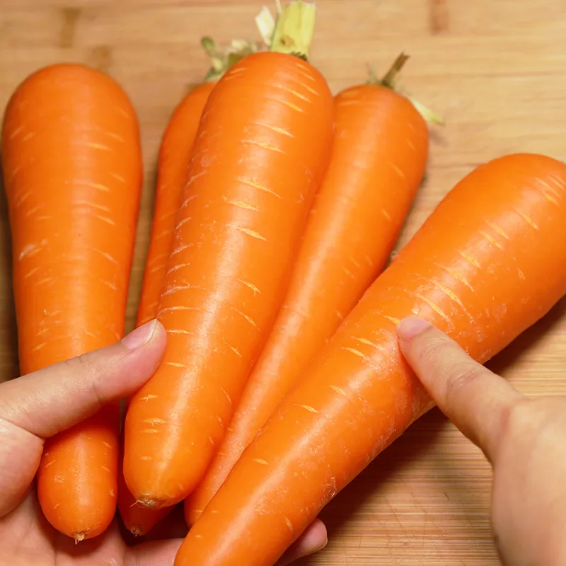 FRESH CARROT