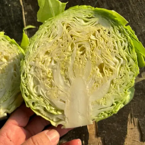 FRESH CHINESE CABBAGE-
