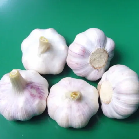 GARLIC