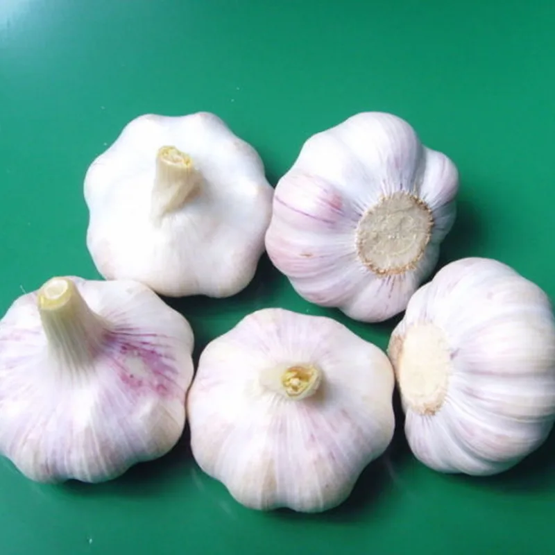 FRESH GARLIC