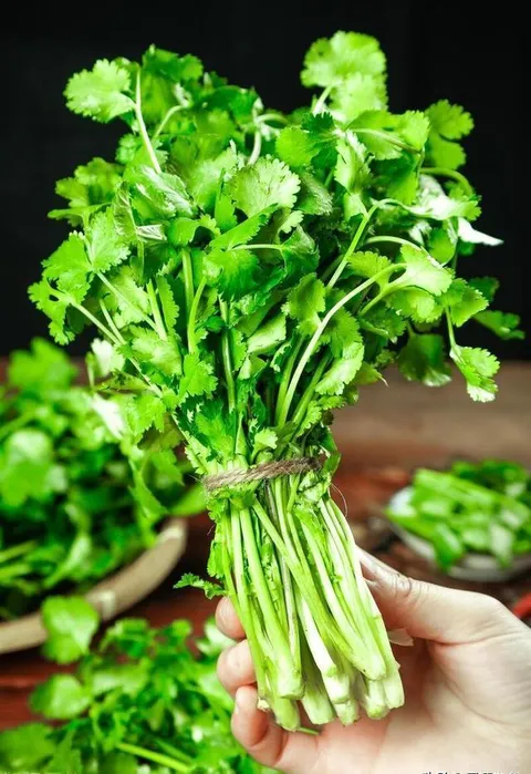 FRESH CORIANDER-