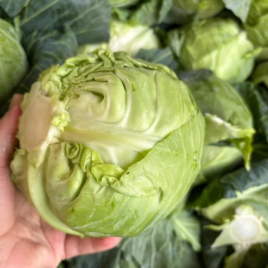  Fresh Round cabbage