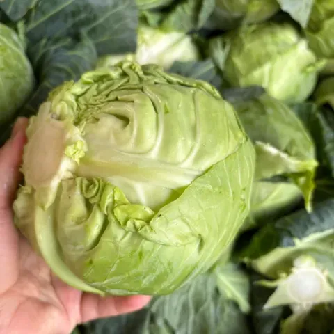  Fresh Round cabbage