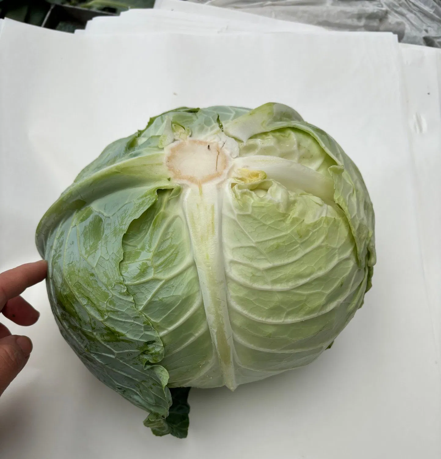 FRESH CABBAGE