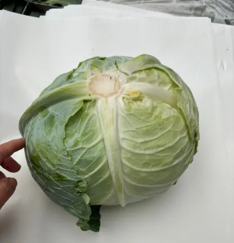 FRESH CABBAGE
