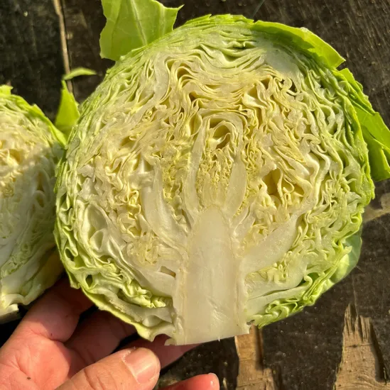 FRESH-CHINESE CABBAGE