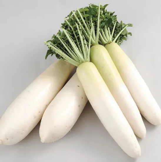 Fresh white radish