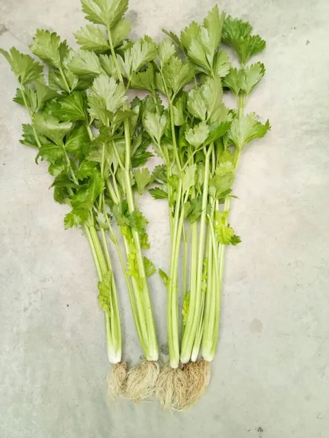 FRESH APIUM GRAVEOLENS